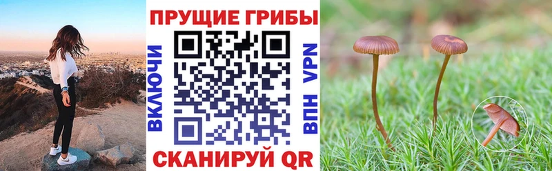 Псилоцибиновые грибы Cubensis  магазин  наркотиков  Грозный 